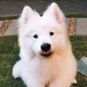 Meet your Posher, Henry